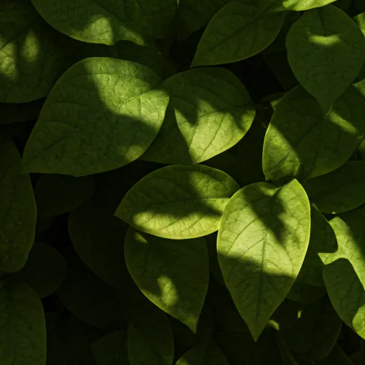 Abstract botanical texture of leaves and shadows