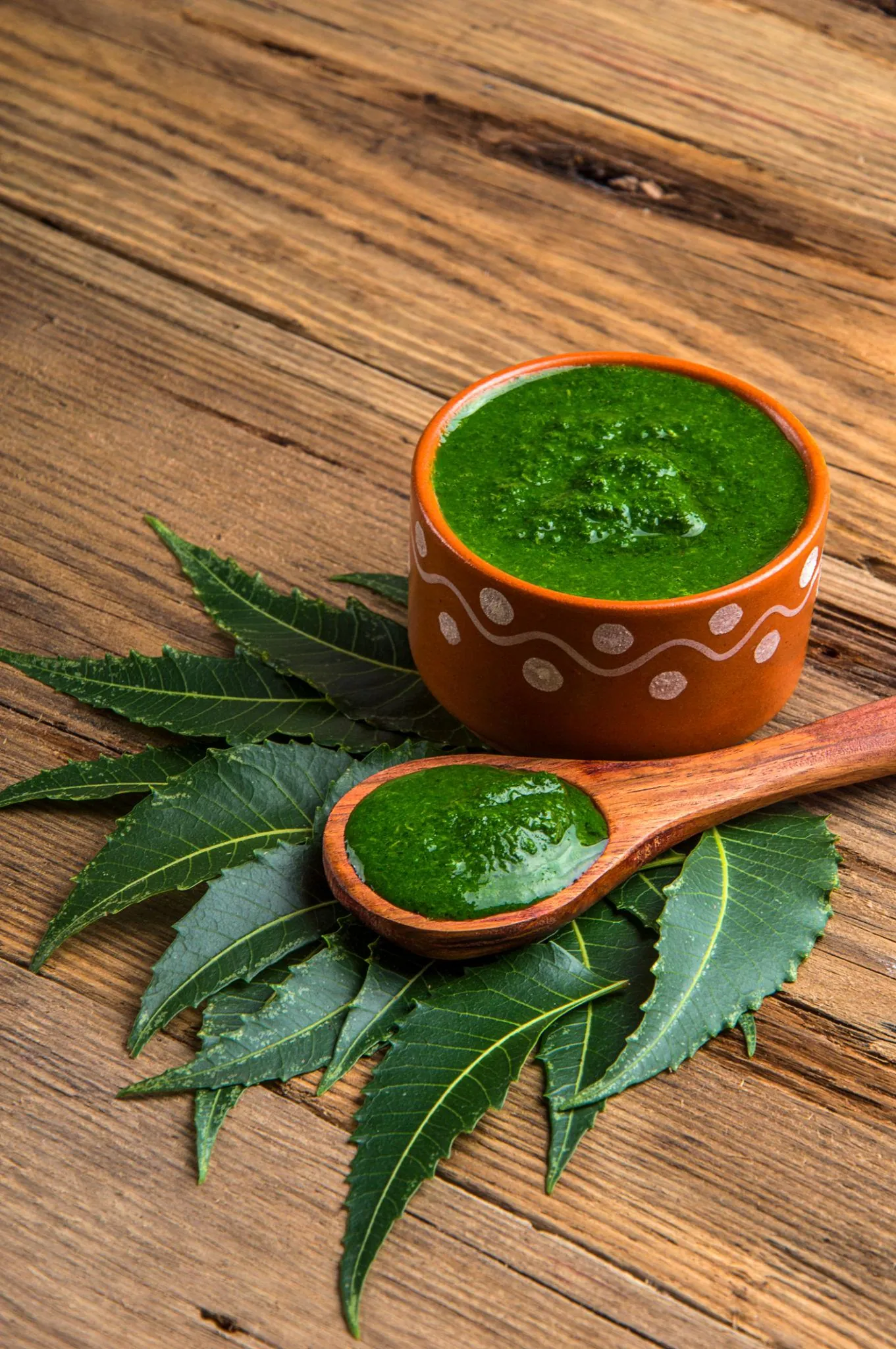 Vibrant green medicinal neem leaves